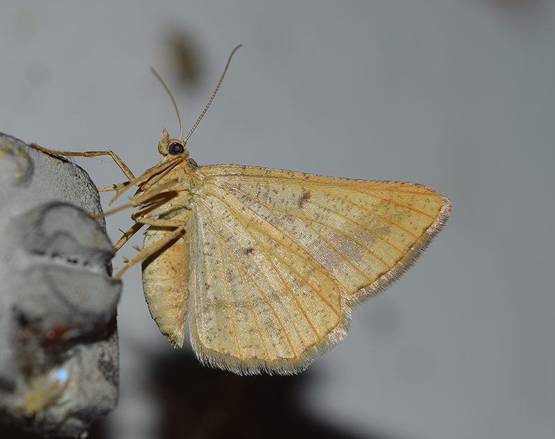 Geometridae: Cepphis adversaria?  No, Isturgia arenacearia